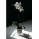 Pot Orchidées