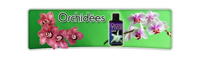 Engrais pour Orchidées